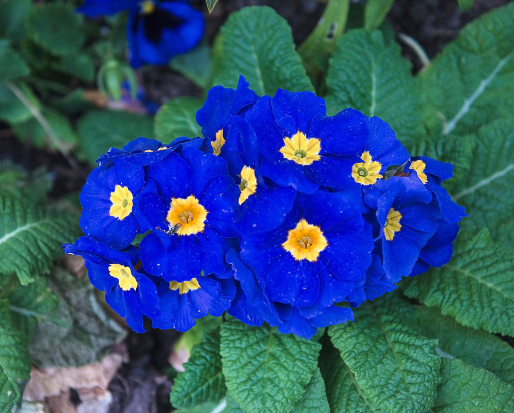 Accord Blue English Primrose Seeds