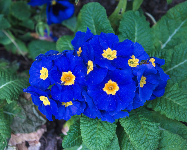Accord Blue English Primrose Seeds
