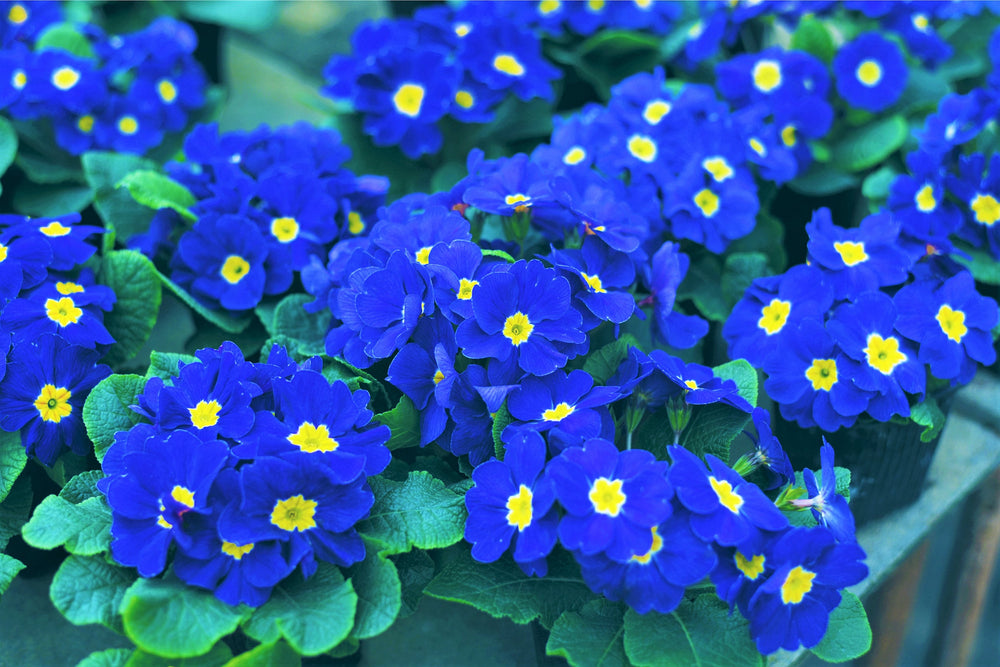 Accord Blue English Primrose Seeds