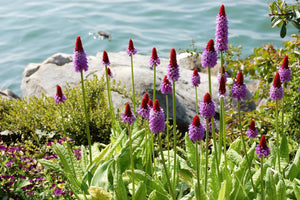 Orchid Primrose Seeds