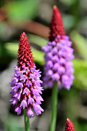 Orchid Primrose Seeds