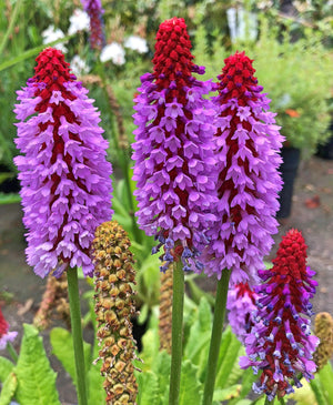 Orchid Primrose Seeds