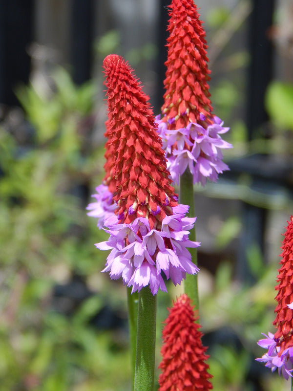 Orchid Primrose Seeds