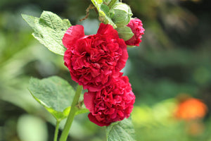 Summer Carnival Hollyhock Seeds