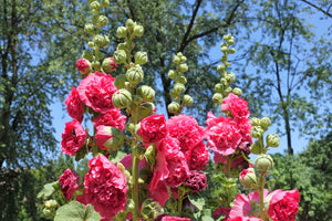 Summer Carnival Hollyhock Seeds