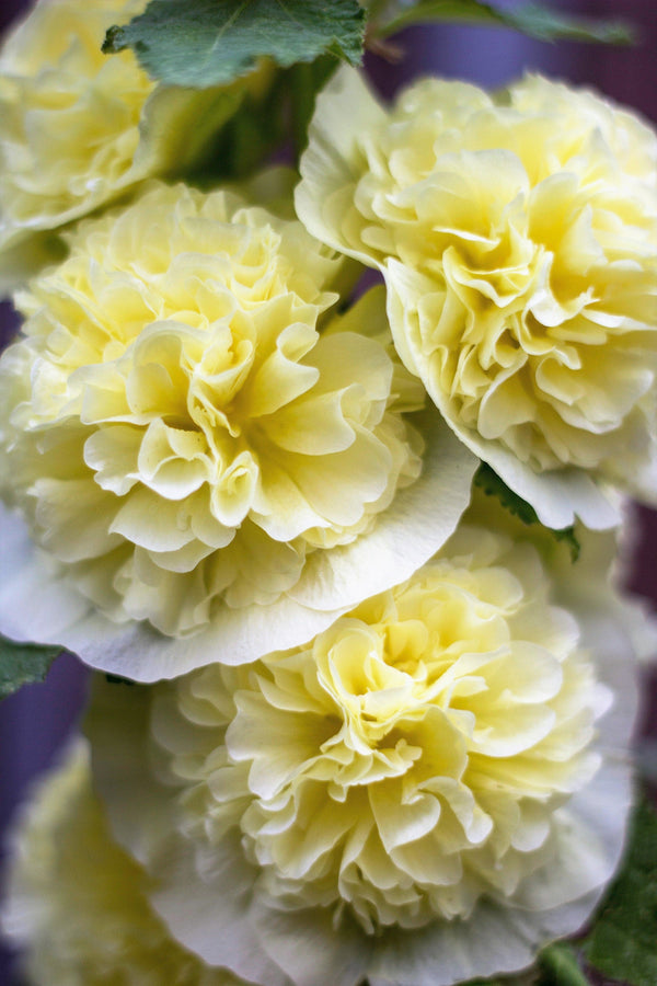 Summer Carnival Hollyhock Seeds