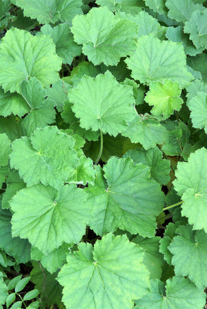 'Vivid' Heuchera Seeds