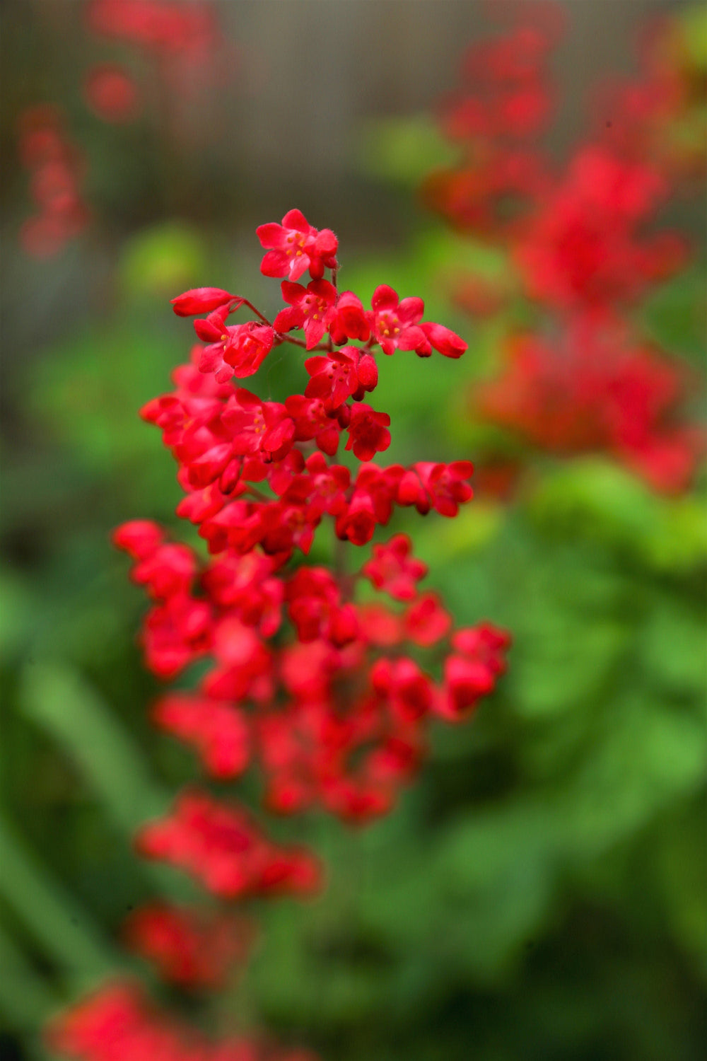 'Vivid' Heuchera Seeds