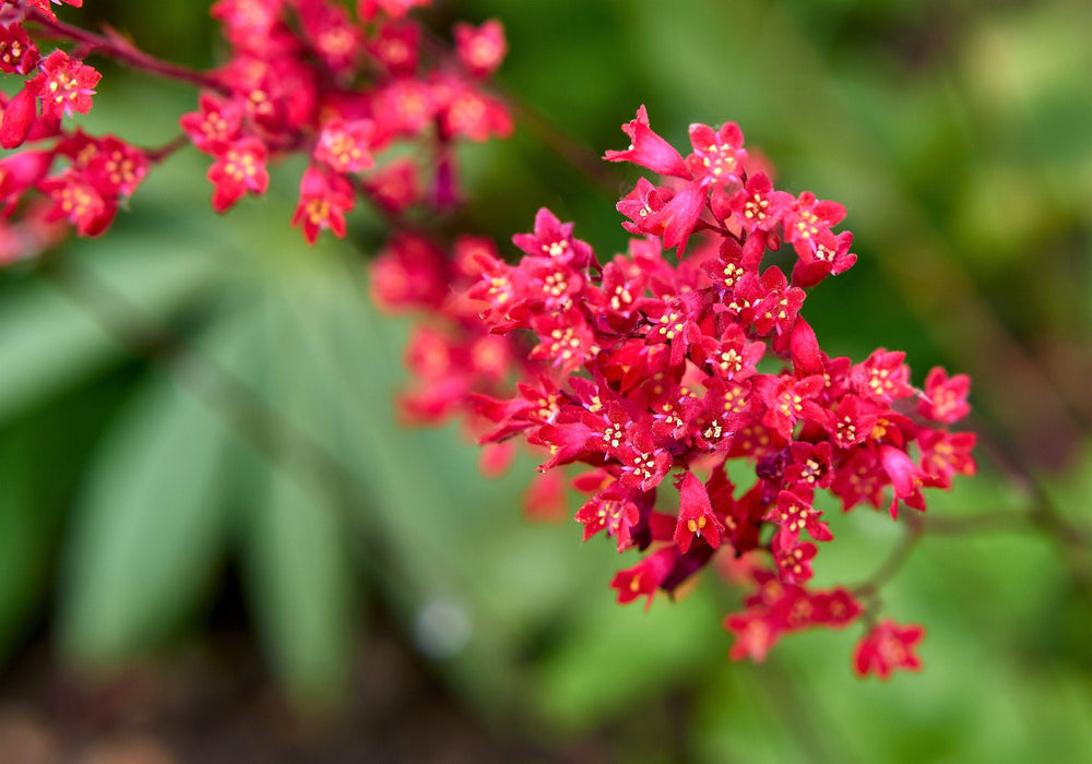 'Vivid' Heuchera Seeds