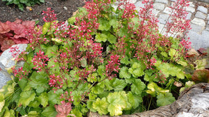 Heuchera Splendens Seeds