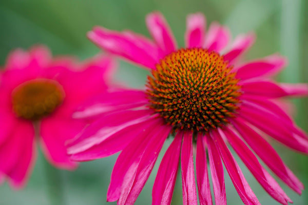 Cheyenne Spirit Coneflower Seeds