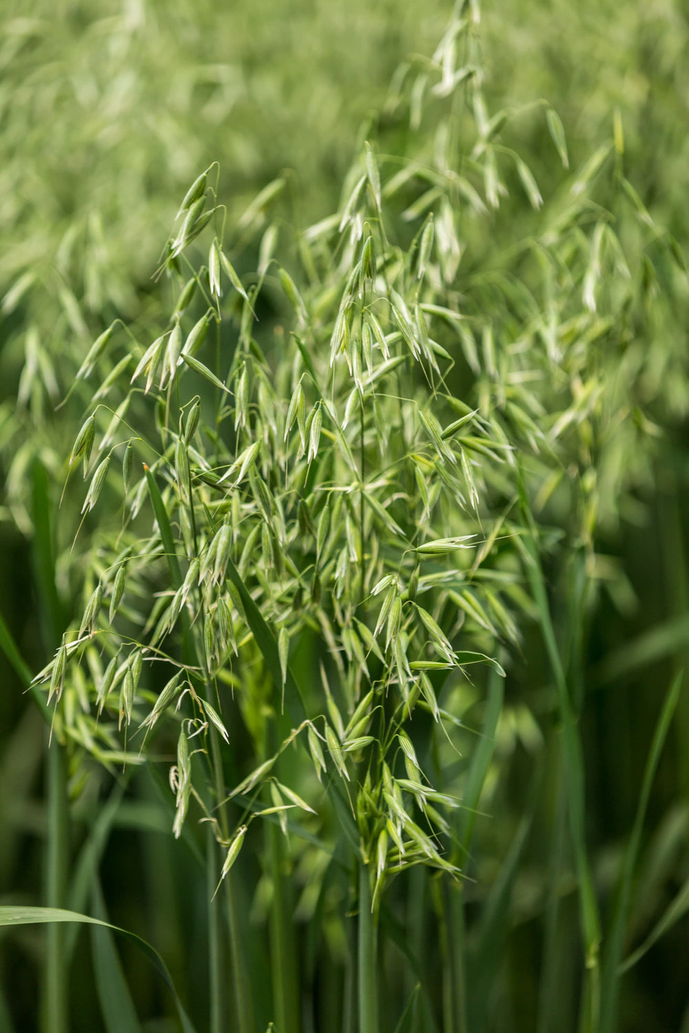 Armor Oats (Certified) Seeds