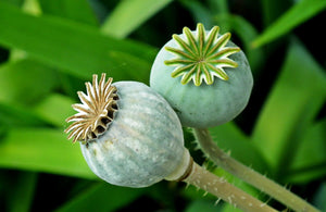 After Midnight Poppy Seeds - Certified Organic