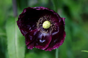 After Midnight Poppy Seeds - Certified Organic