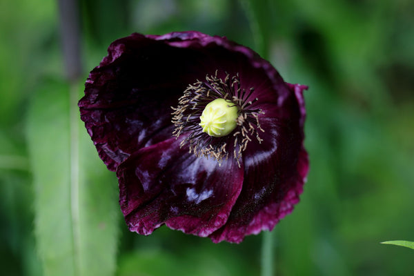 After Midnight Poppy Seeds - Certified Organic