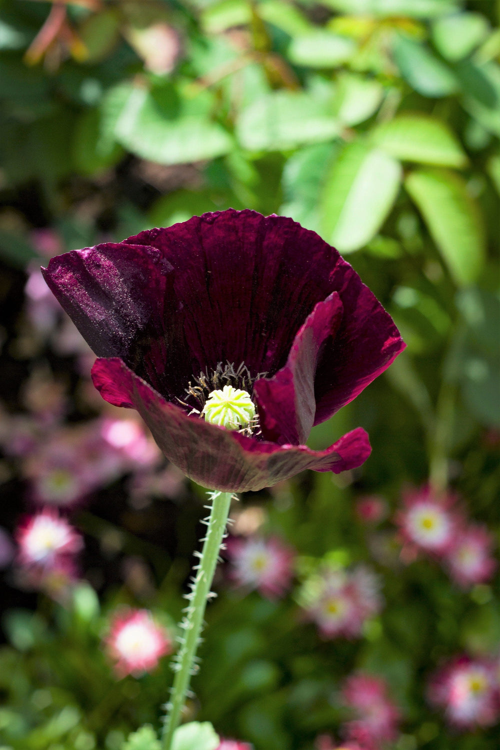 After Midnight Poppy Seeds - Certified Organic