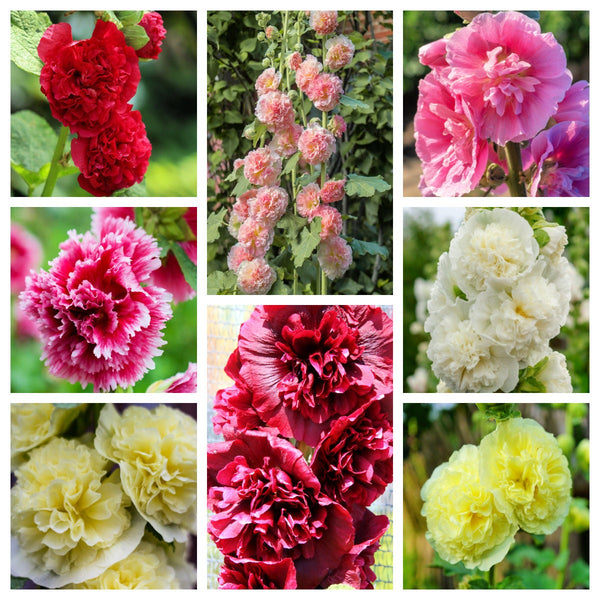 Summer Carnival Hollyhock Seeds