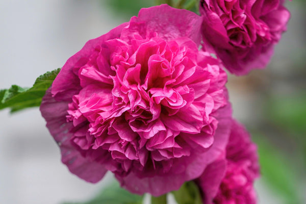 Summer Carnival Hollyhock Seeds
