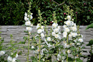Summer Carnival Hollyhock Seeds