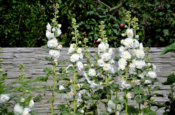 Summer Carnival Hollyhock Seeds