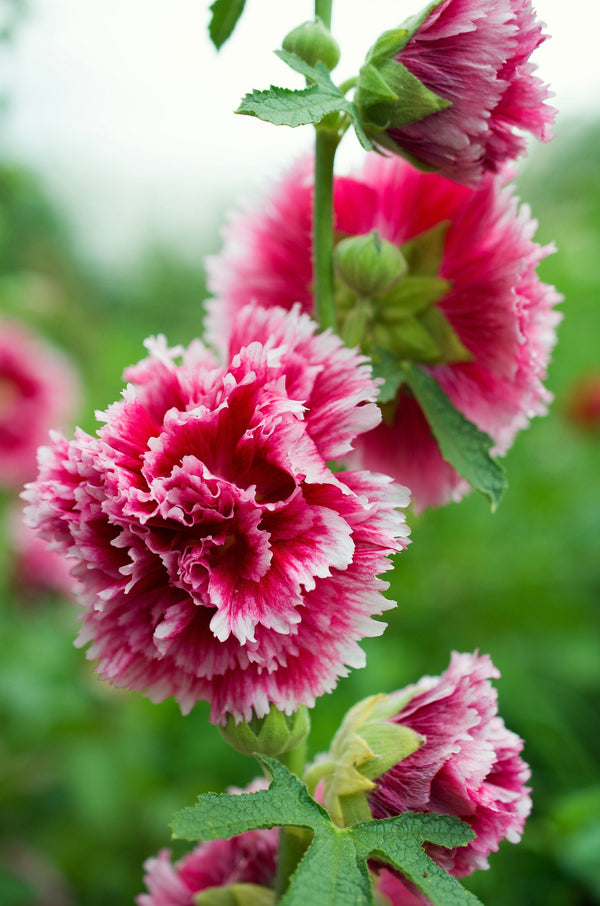 Summer Carnival Hollyhock Seeds
