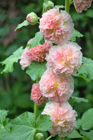 Summer Carnival Hollyhock Seeds