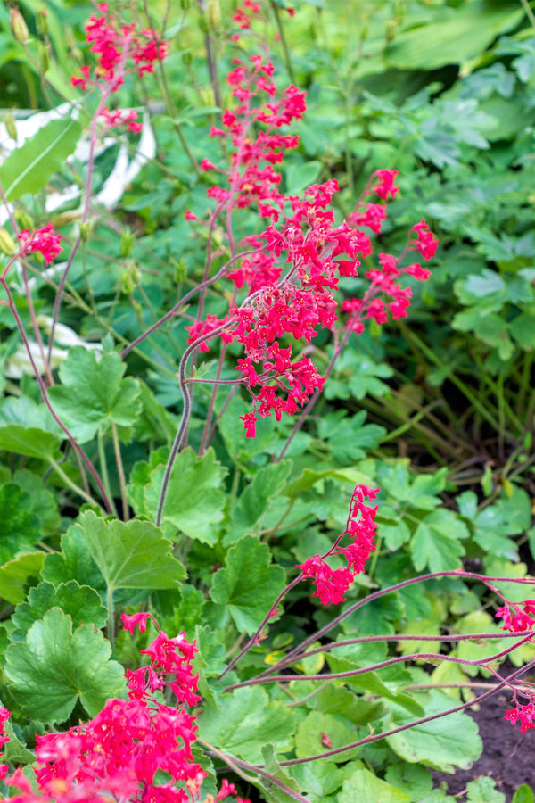 'Vivid' Heuchera Seeds
