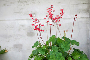 Heuchera Splendens Seeds