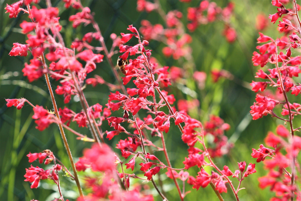 Heuchera Splendens Seeds