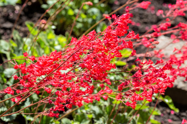 Heuchera Splendens Seeds
