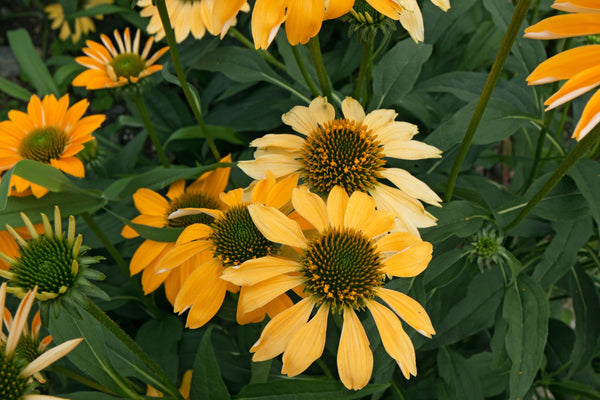 Cheyenne Spirit Coneflower Seeds