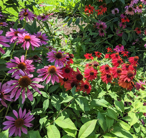 Cheyenne Spirit Coneflower Seeds