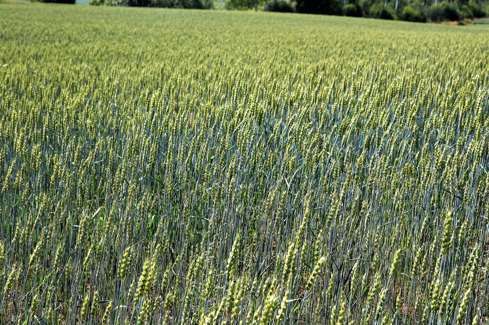 AROOSTOOK RYE Hardy Winter Cover Crop Seeds