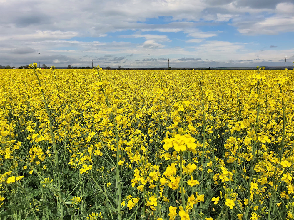 ' WICHITA ' Winter CANOLA Rape Oilseed Cover Crop Seeds