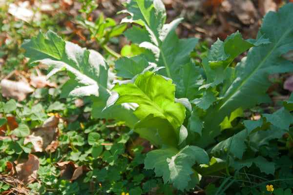 After Midnight Poppy Seeds - Certified Organic
