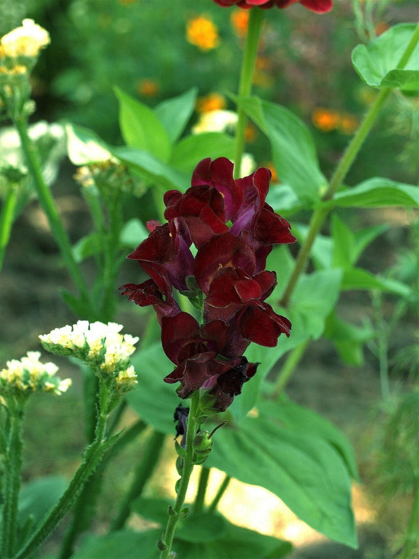 Black Prince Snapdragon - Certified Organic Seeds