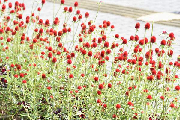 Strawberry Fields Gomphrena Seeds
