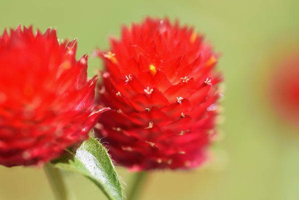 Strawberry Fields Gomphrena Seeds