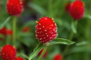 Strawberry Fields Gomphrena Seeds