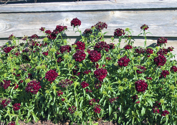 Sooty Dianthus Seeds