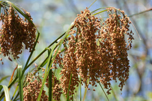 Woolgrass Seeds