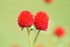 Strawberry Fields Gomphrena Seeds