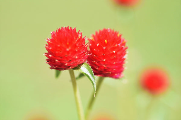 Strawberry Fields Gomphrena Seeds