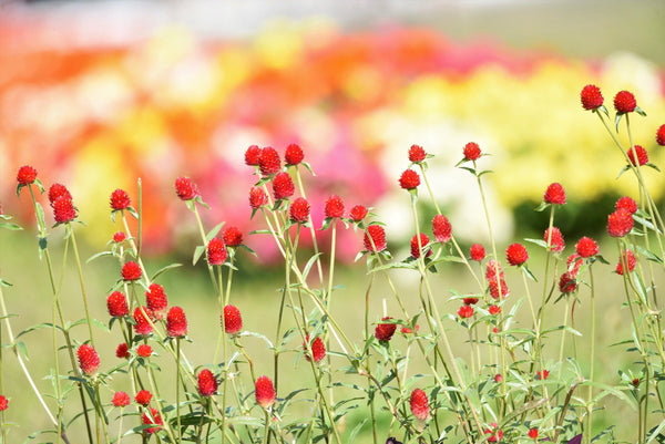 Strawberry Fields Gomphrena Seeds