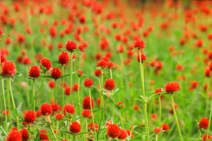 Strawberry Fields Gomphrena Seeds