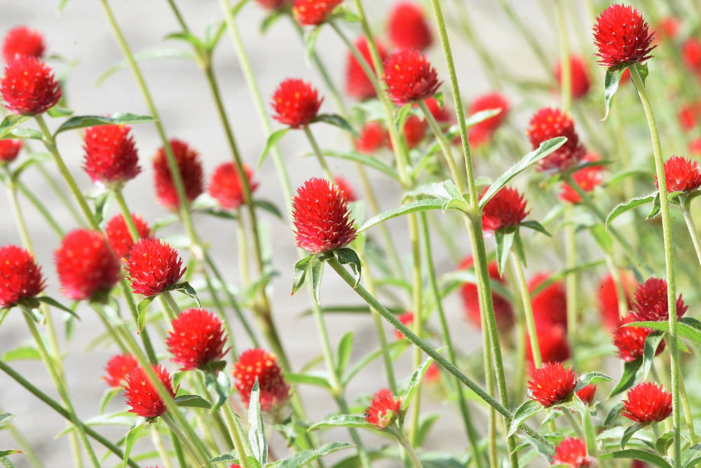 Strawberry Fields Gomphrena Seeds