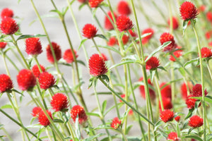 Strawberry Fields Gomphrena Seeds