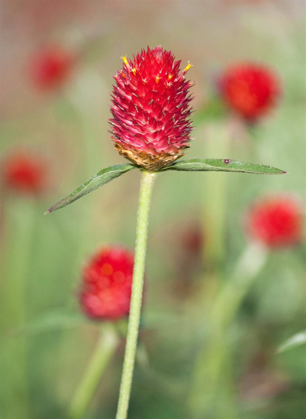 Strawberry Fields Gomphrena Seeds
