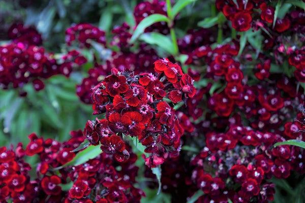 Sooty Dianthus Seeds