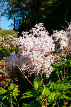 Siberian Meadowsweet Seeds